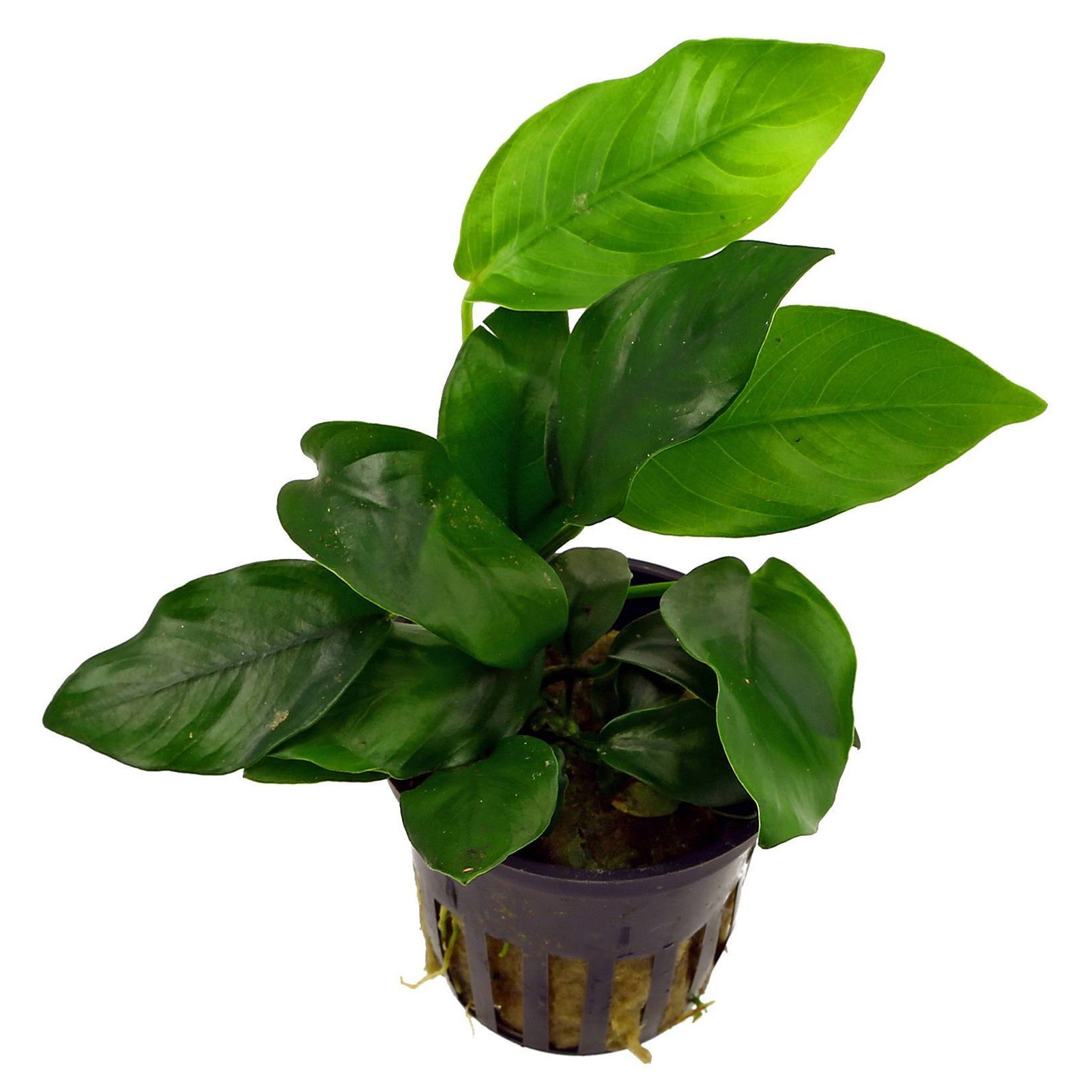 ANUBIAS NANA