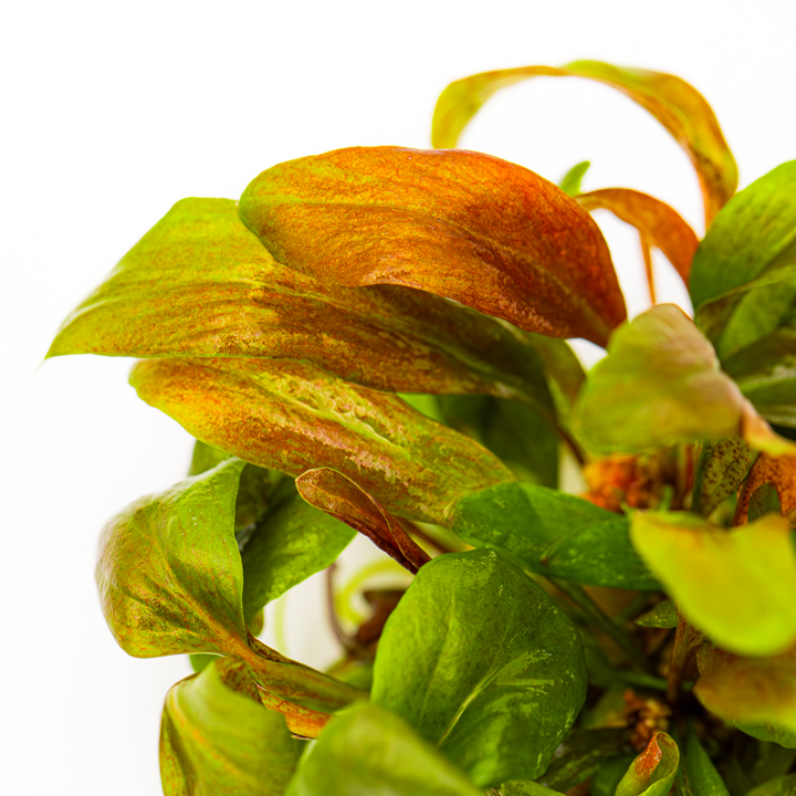 LYSIMACHIA PARVIFOLIA RED TROPICA