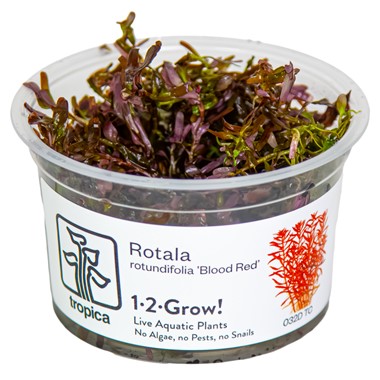 ROTALA ROTUNDIFOLIA BLOOD RED