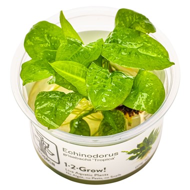 ECHINODORUS GRISEBACHII TROPICA