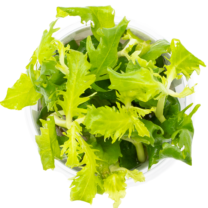 HYGROPHILA DIFFORMIS