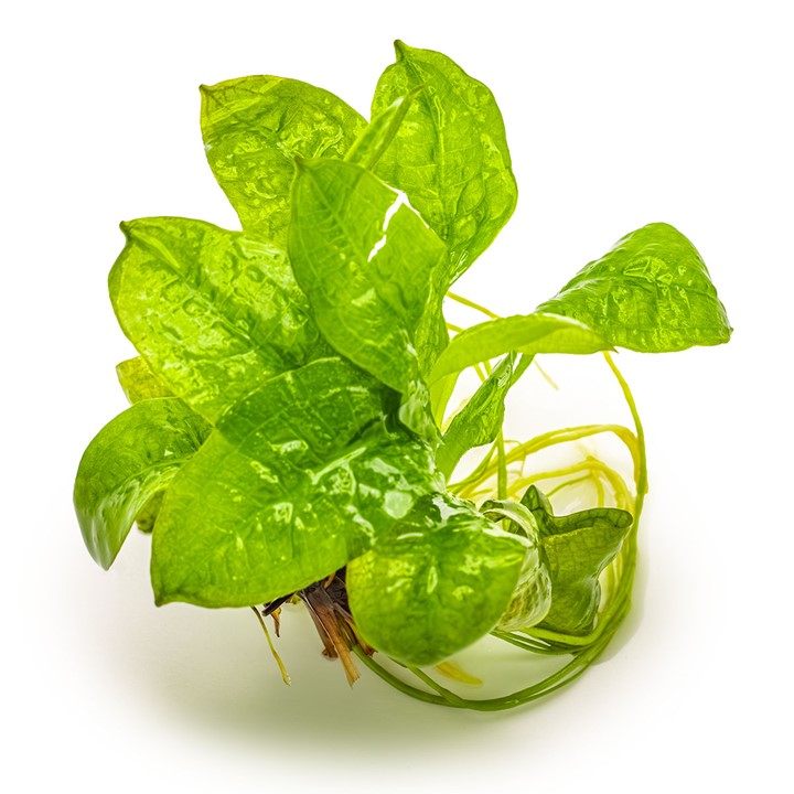 ECHINODORUS GRISEBACHII TROPICA