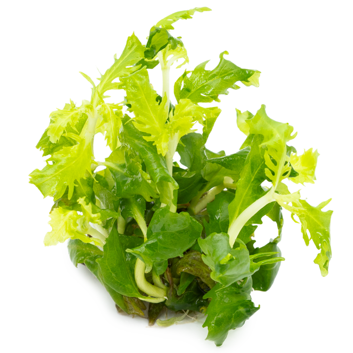 HYGROPHILA DIFFORMIS