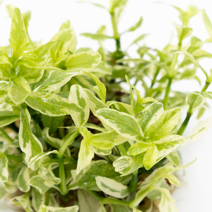 HYGROPHILA POLYSPERMA WHITE