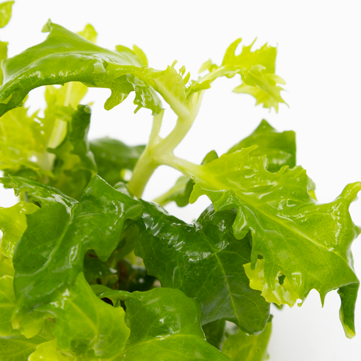 HYGROPHILA DIFFORMIS