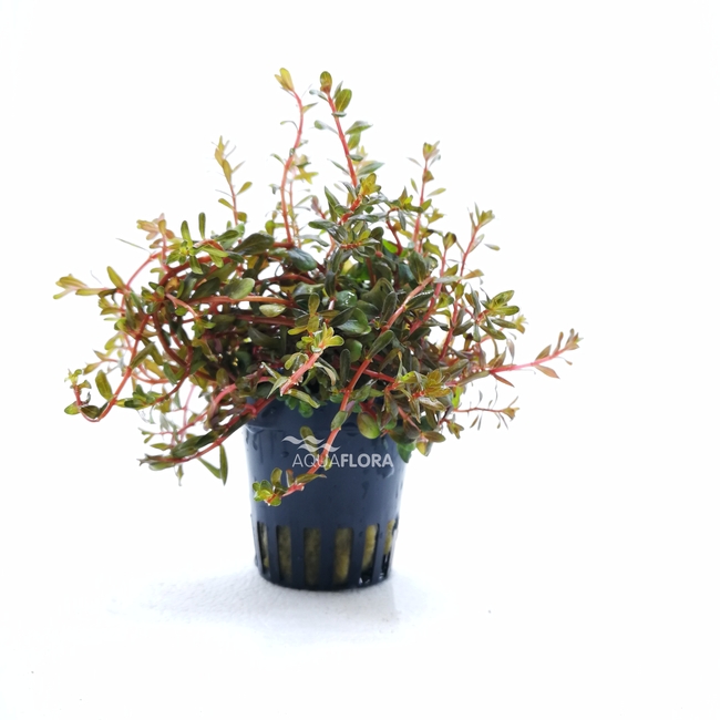 ROTALA ROTUNDIFOLIA H'RA