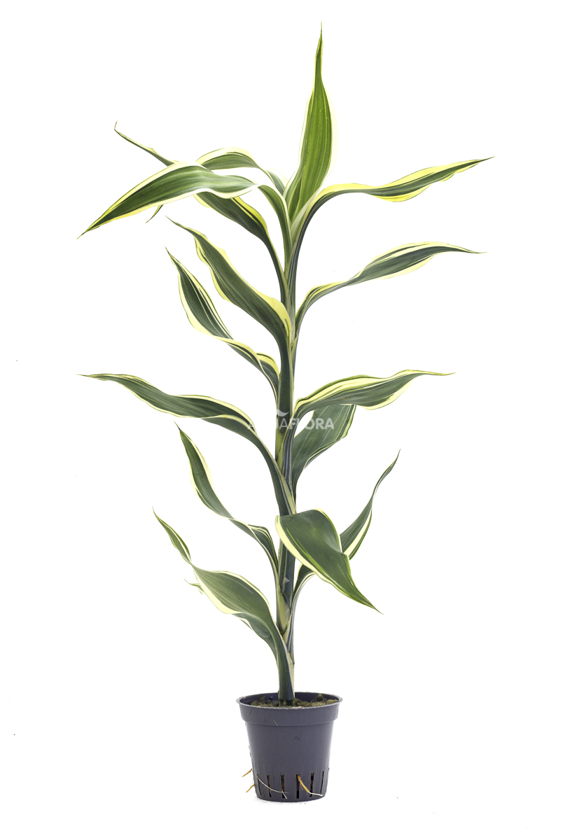 DRACAENA SANDERIANA