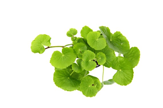 HYDROCOTYLE LEUCOCEPHALA
