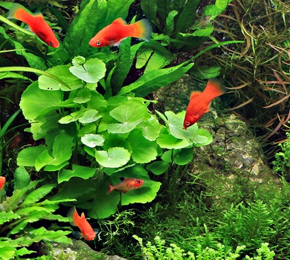 HYDROCOTYLE LEUCOCEPHALA TROPICALNATURE