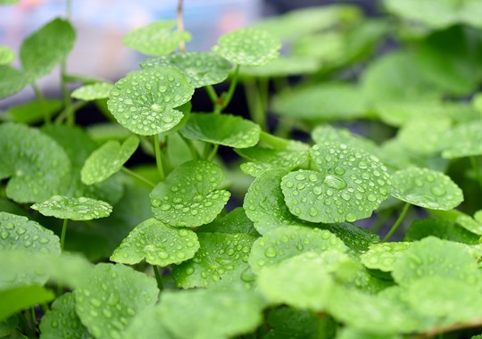 HYDROCOTYLE LEUCOCEPHALA TROPICALNATURE