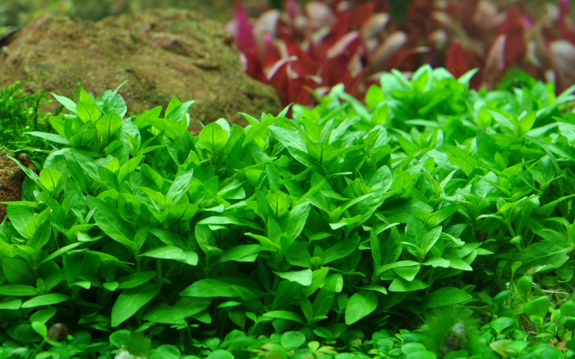 STAUROGYNE REPENS TROPICALNATURE