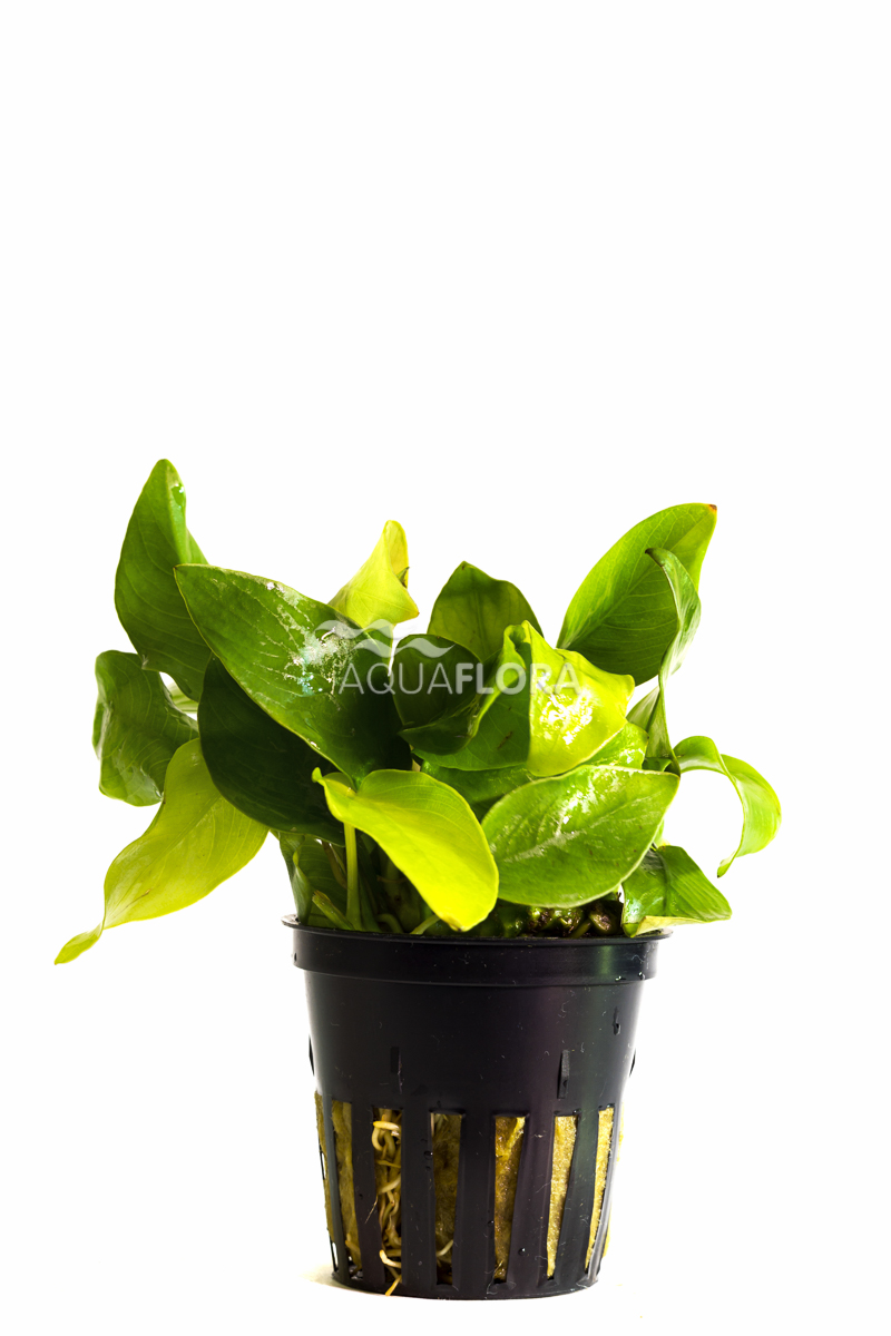 ANUBIAS BARTERI NANA GOLDEN