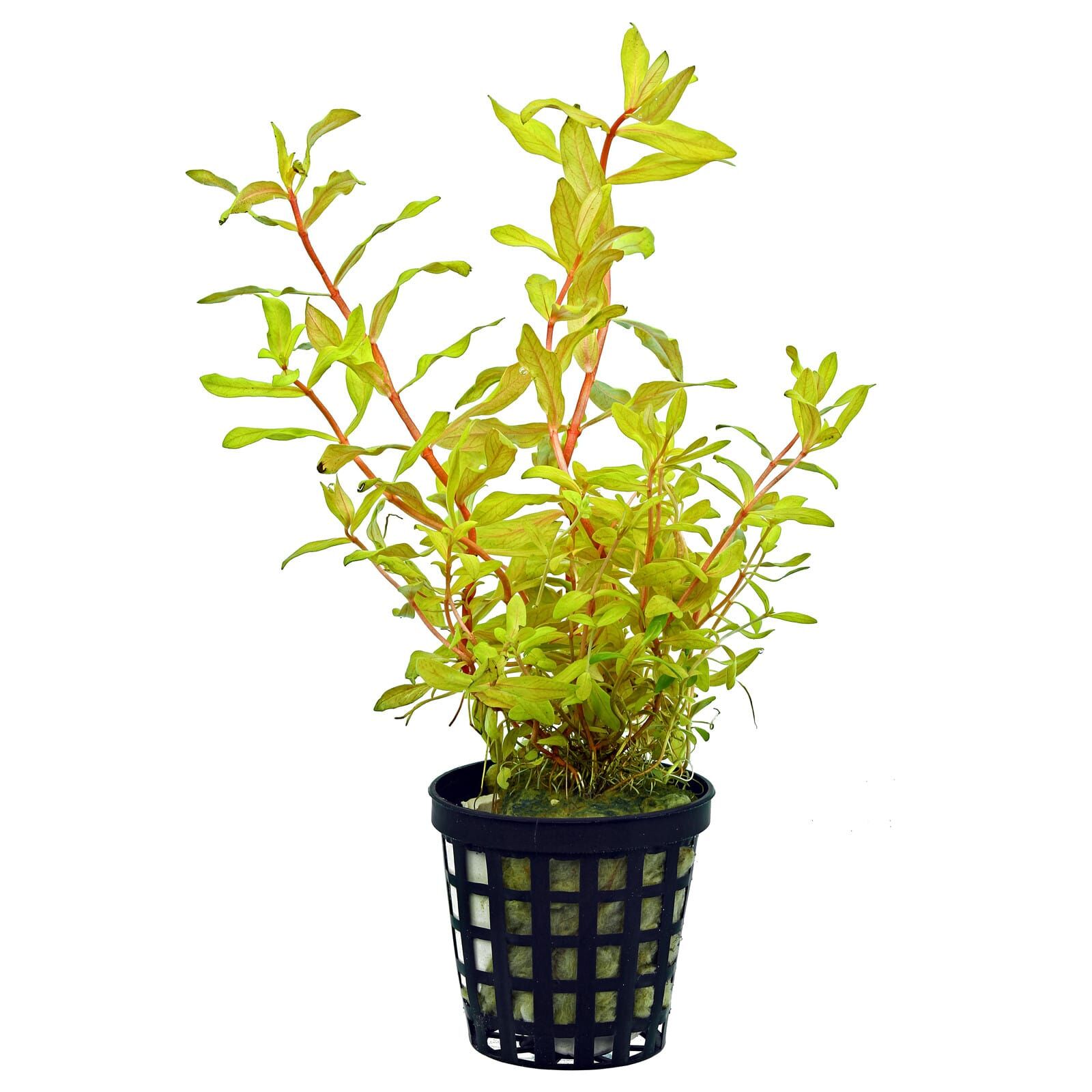 AMMANIA PEDICELLATA GOLD