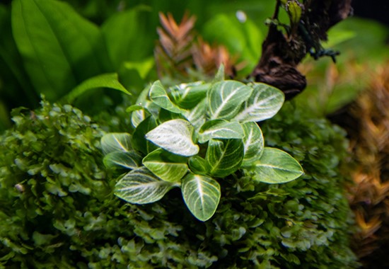 ANUBIAS BARTERI NANA var.STARDUST