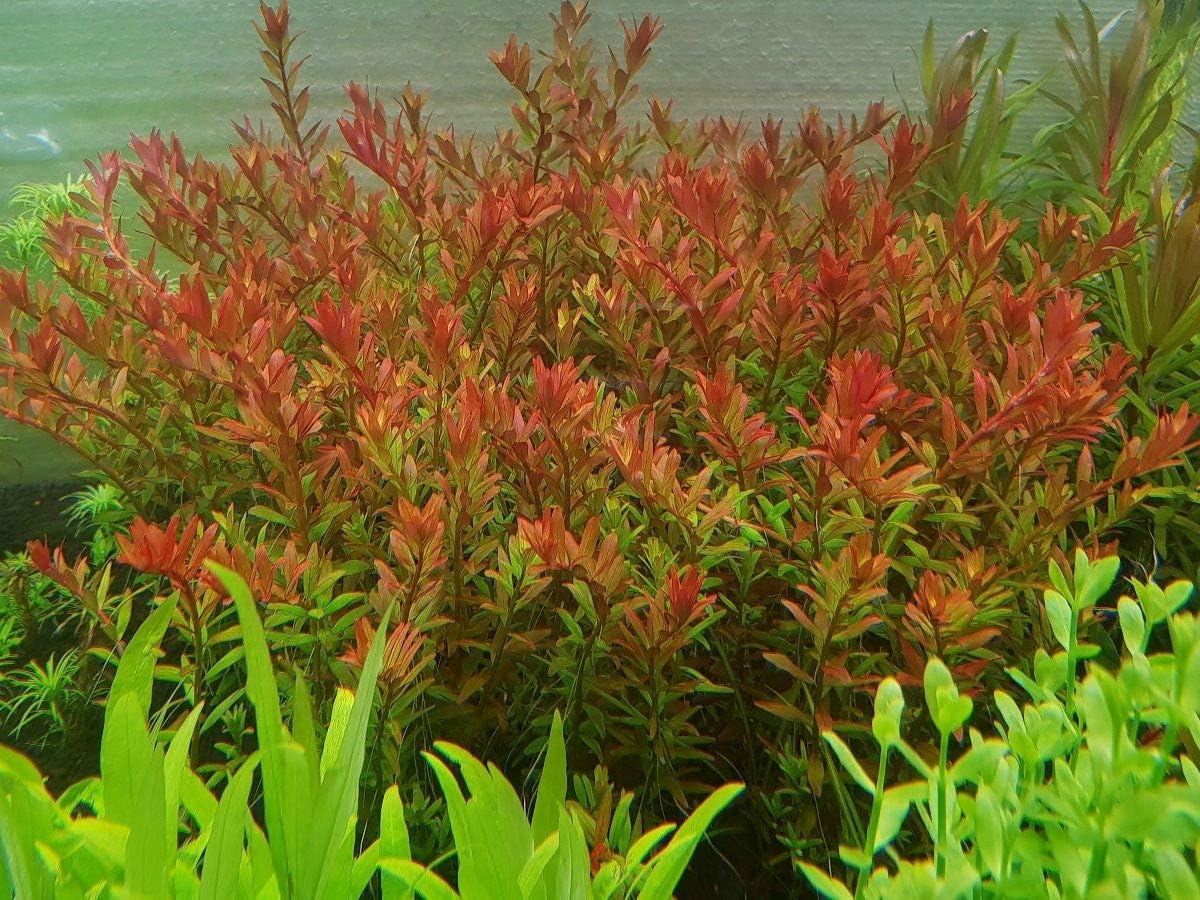 ROTALA ROTUNDIFOLIA ORANGE JUICE TROPICALNATURE