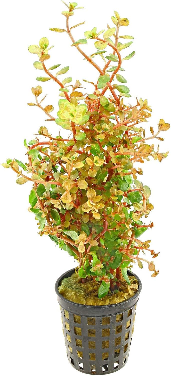 ROTALA ROTUNDIFOLIA ORANGE JUICE
