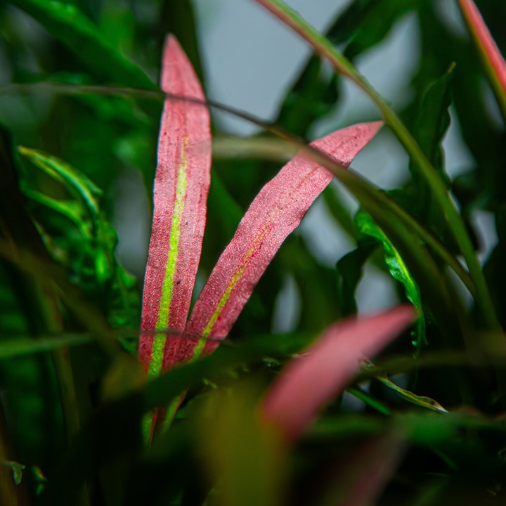 CRYPTOCORYNE SPIRALIS RED