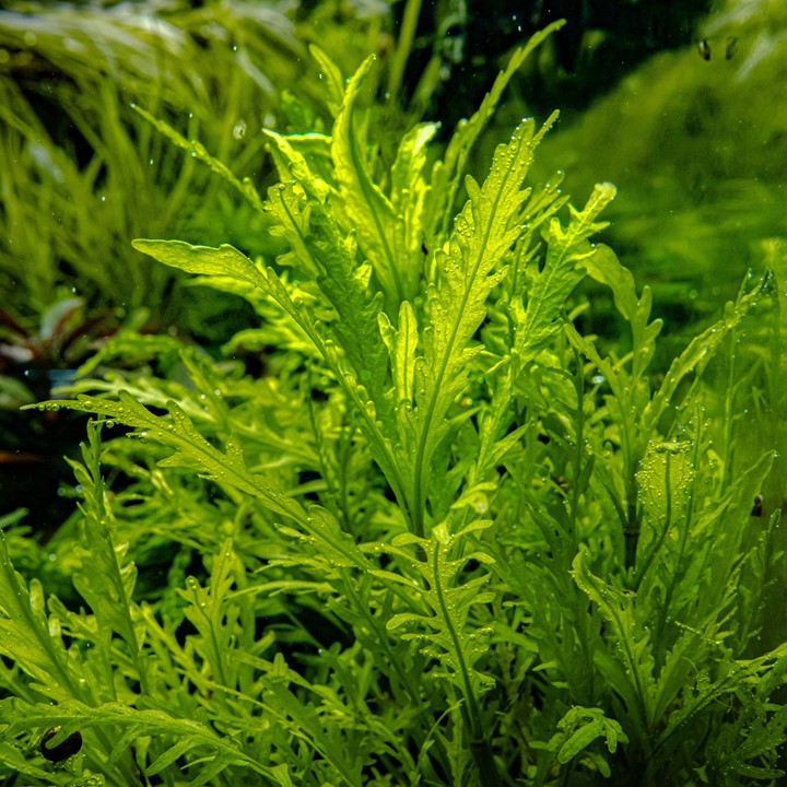 HYGROPHILA ODORA