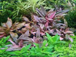 CRYPTOCORYNE PINK PANTHER