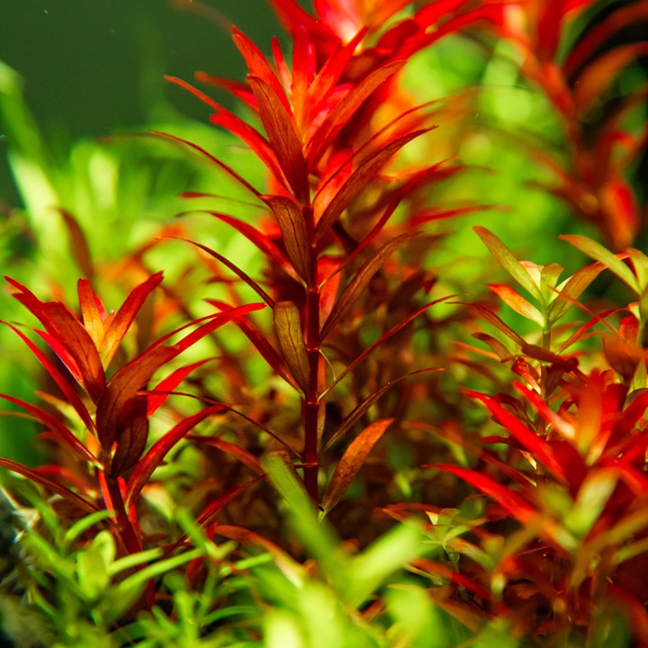 ROTALA ROTUNDIFOLIA BLOOD RED