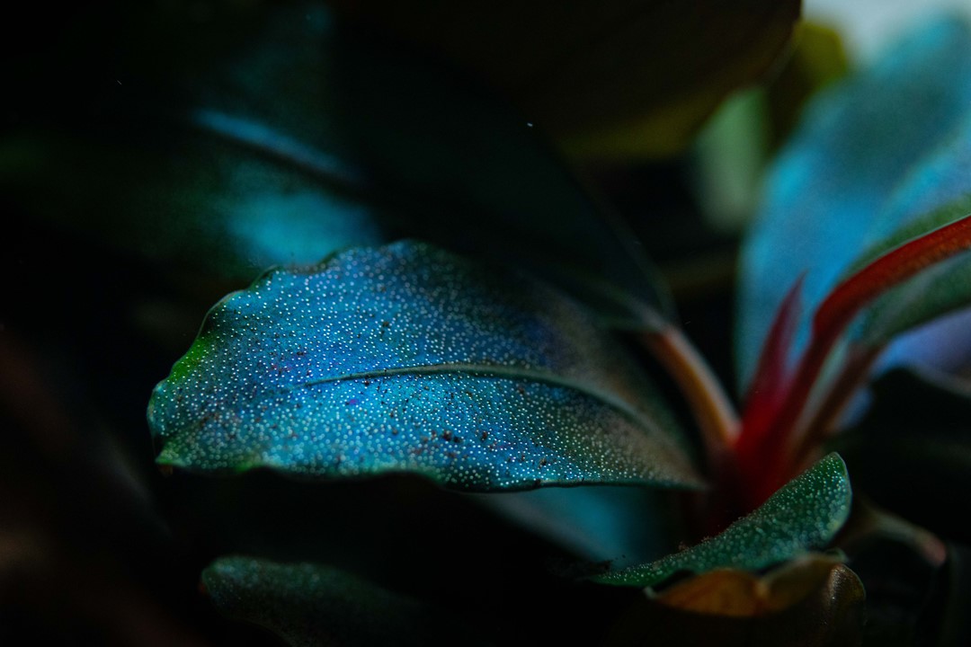 BUCEPHALANDRA SORDIDULA BLUE