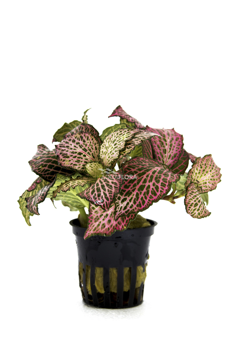 FITTONIA RED